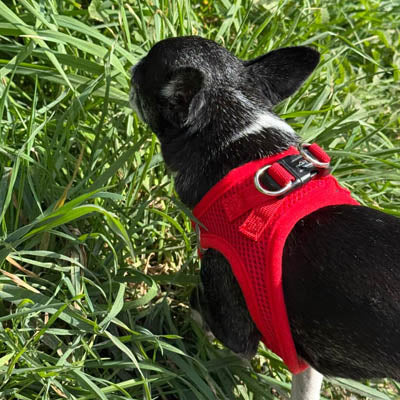 Step In Air Mesh Harness for Puppies and Small Dogs Red