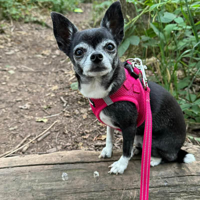Reflective Hot Pink Webbing Lead 15mm for Small Dogs