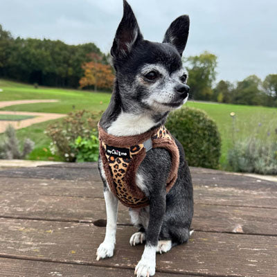 Leopard Step In Harness for Small Dogs and Puppies