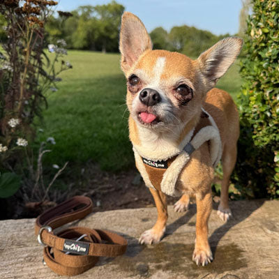 Step In Soft Touch Suede Faux Fur Lined Puppy and Small Dog Harness Mocha