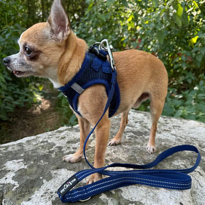 Step In Air Mesh Harness for Puppies and Small Dogs Navy
