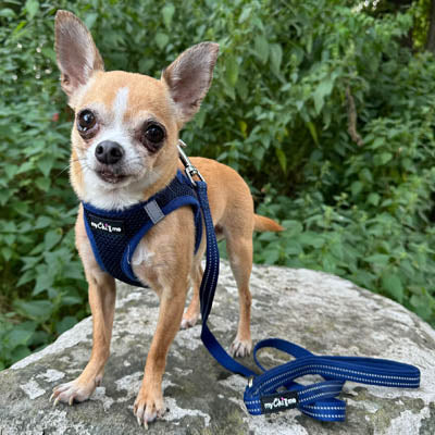 Step In Air Mesh Harness for Puppies and Small Dogs Navy