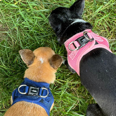 Step In Air Mesh Harness for Puppies and Small Dogs Navy