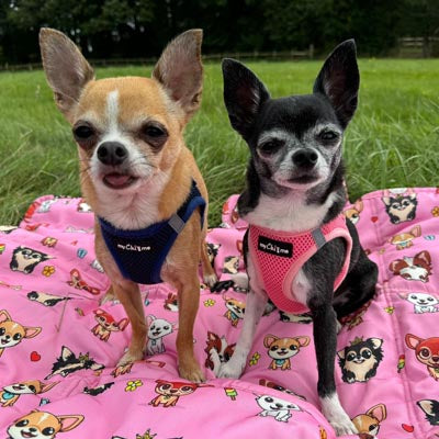 Step In Air Mesh Harness for Puppies and Small Dogs Navy