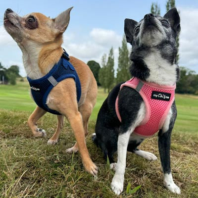 Step In Air Mesh Harness for Puppies and Small Dogs Navy