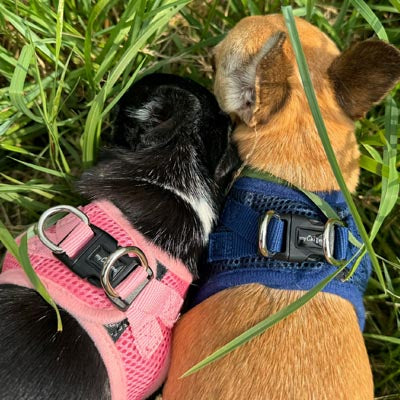 Step In Air Mesh Harness for Puppies and Small Dogs Navy