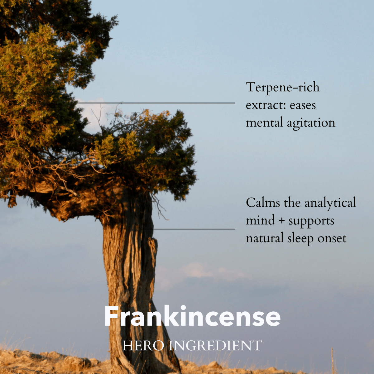 The Little Gift of Good Sleep Frankincense Travel Set