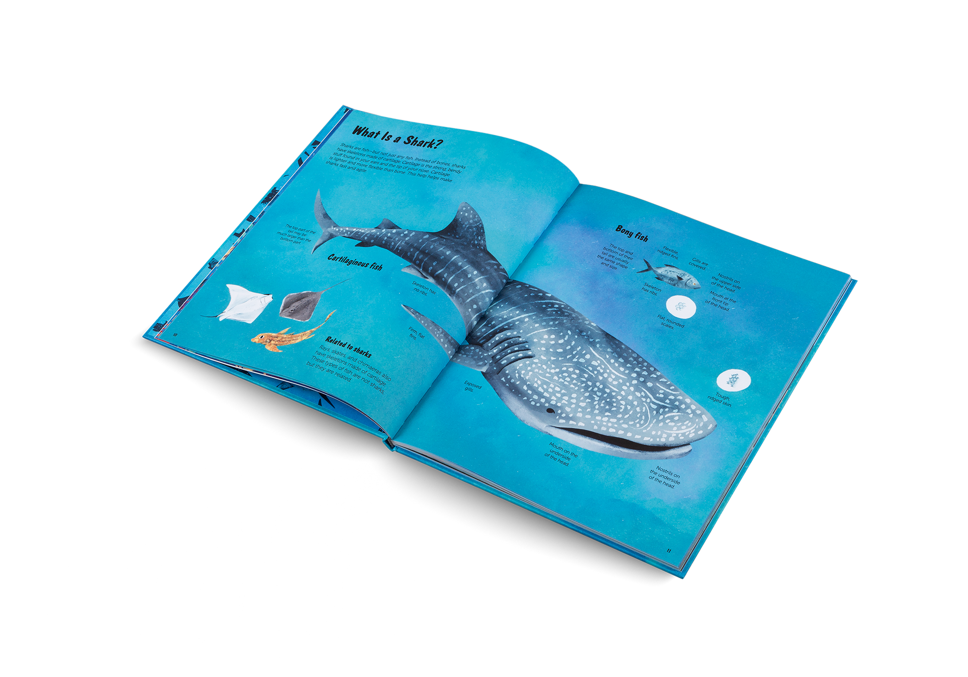 The World of Sharks