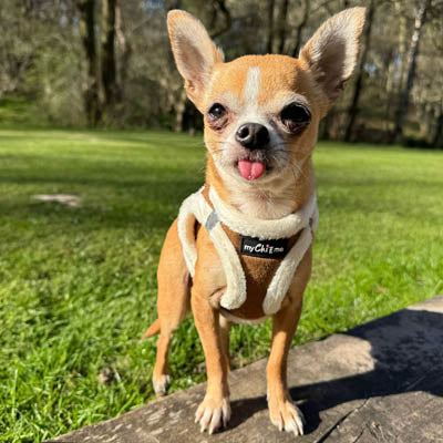 Step In Soft Touch Suede Faux Fur Lined Puppy and Small Dog Harness Mocha