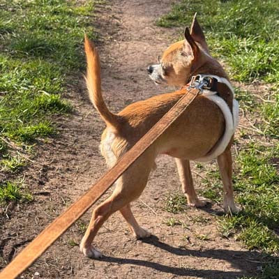Step In Soft Touch Suede Faux Fur Lined Puppy and Small Dog Harness Mocha