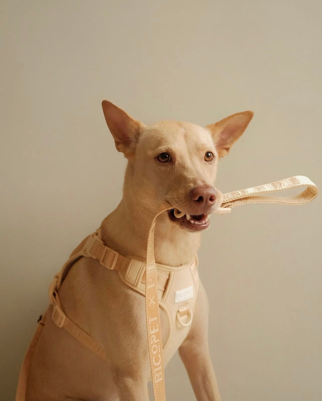 No Pull Active Pet Harness in Apricot