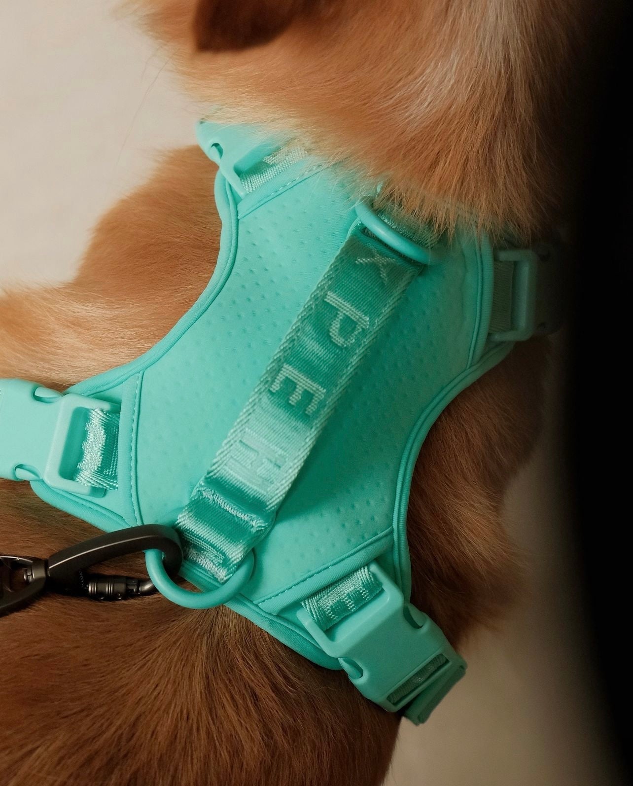 No Pull Active Pet Harness in Mint Green