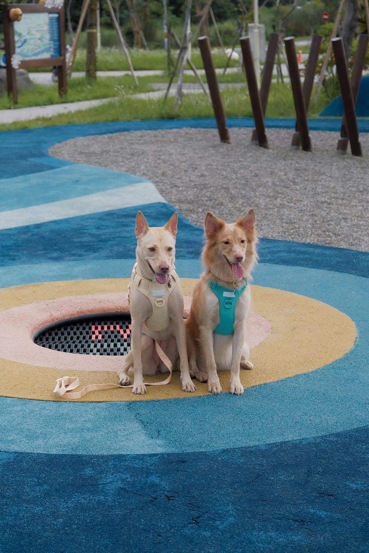 No Pull Active Pet Harness in Apricot