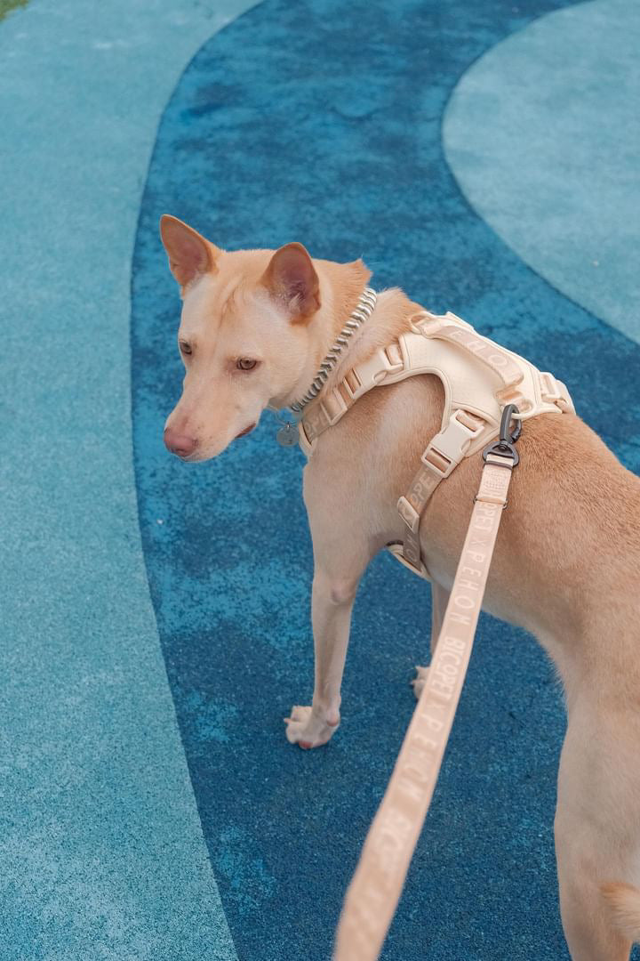 No Pull Active Pet Harness in Apricot