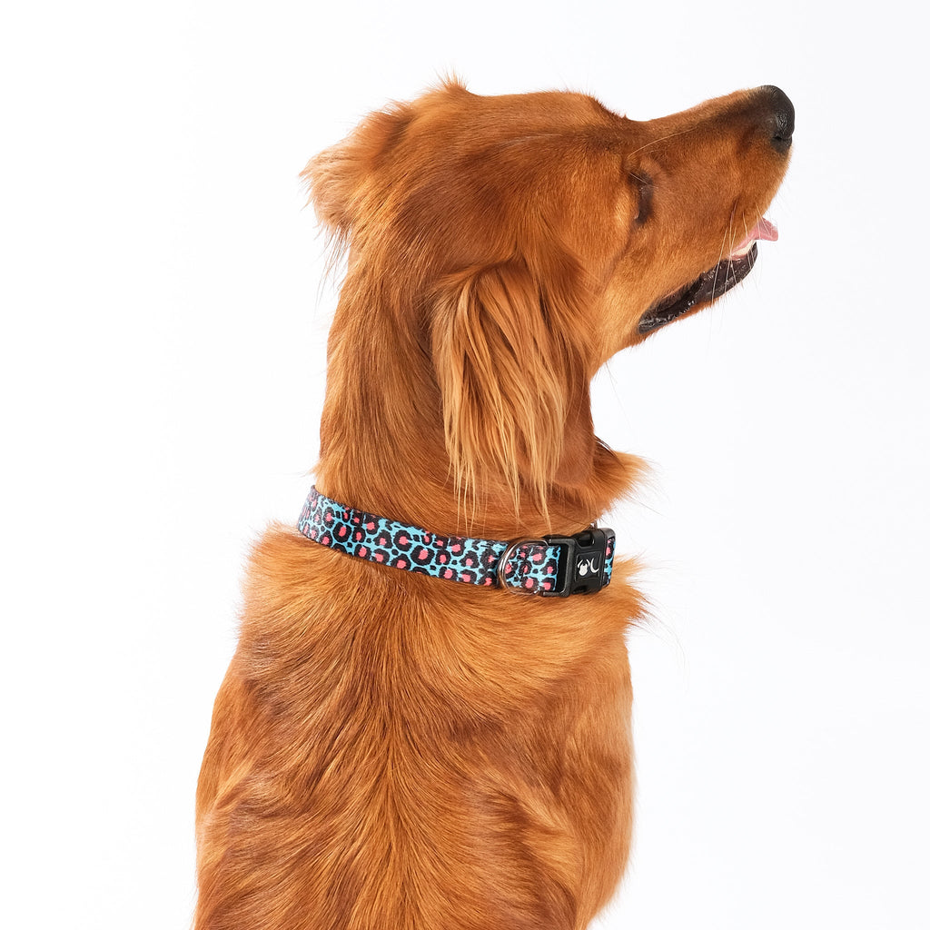 Leopard Print Dog Collar
