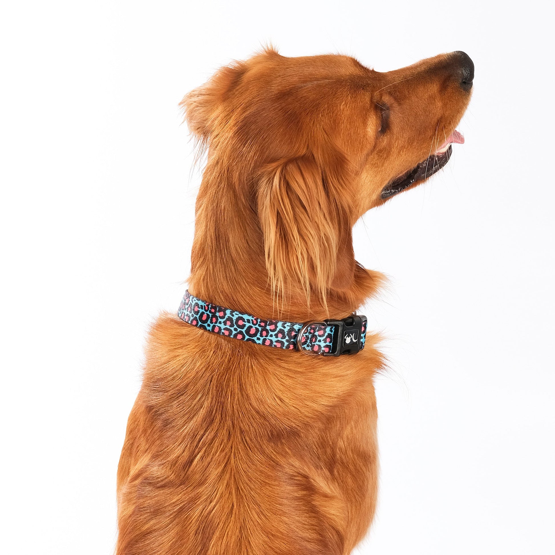 Leopard Print Dog Collar