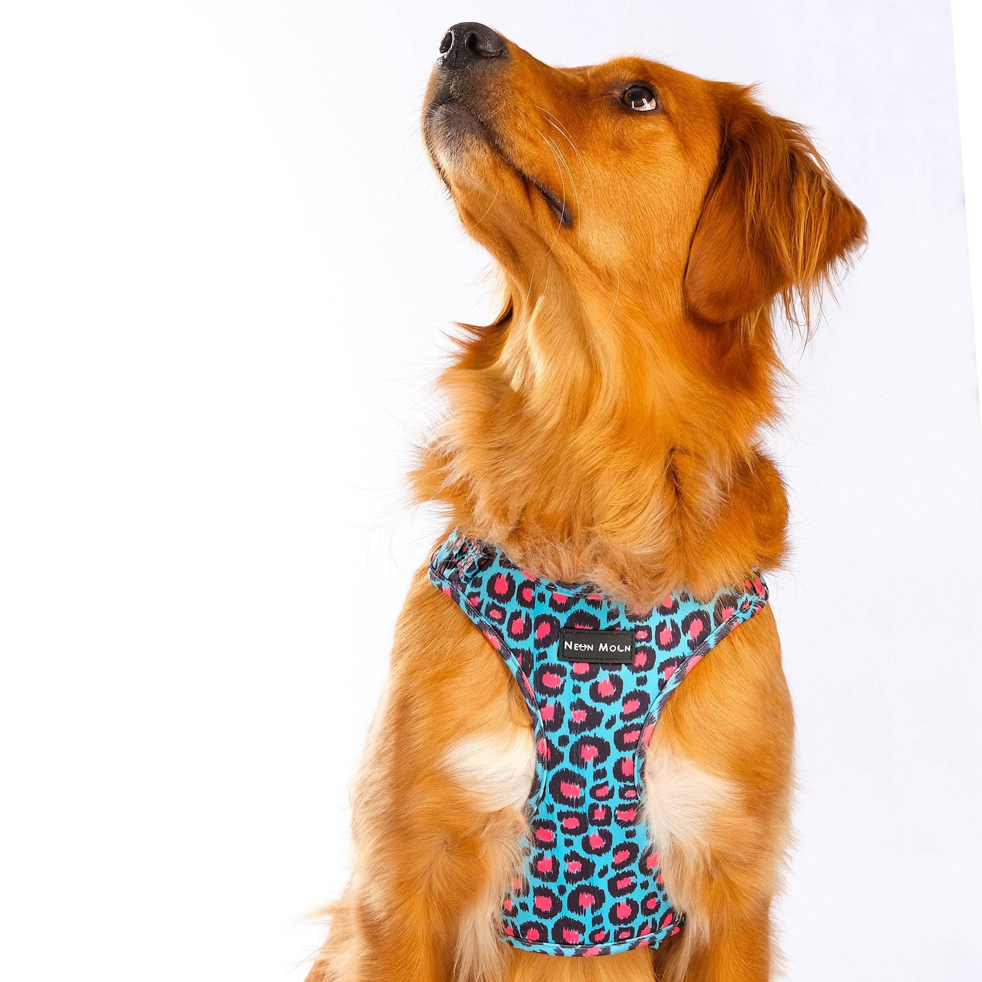 Mesh Pet Harness in Leopard Print Blue and Pink