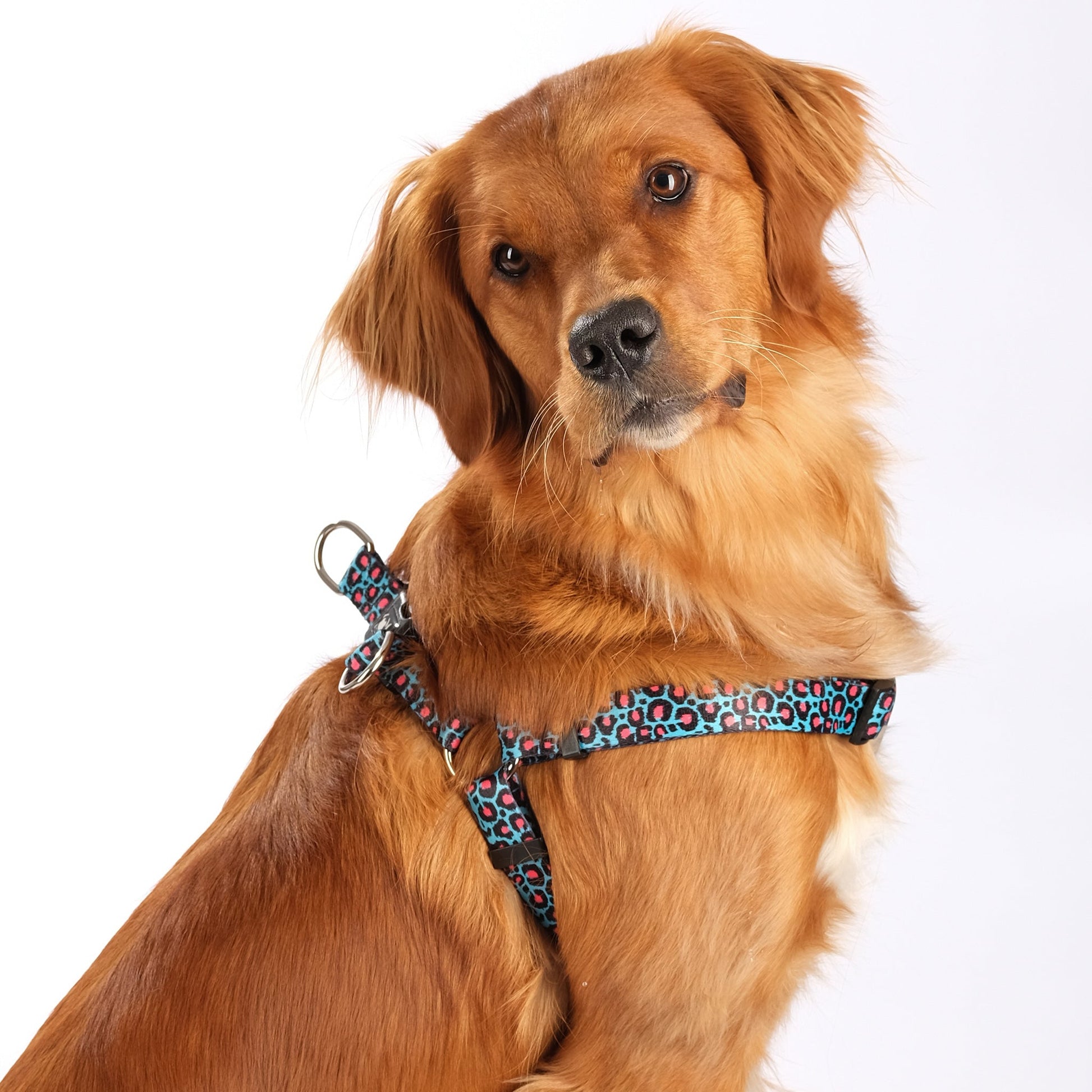 Willow Step In Harness Leopard Print Blue