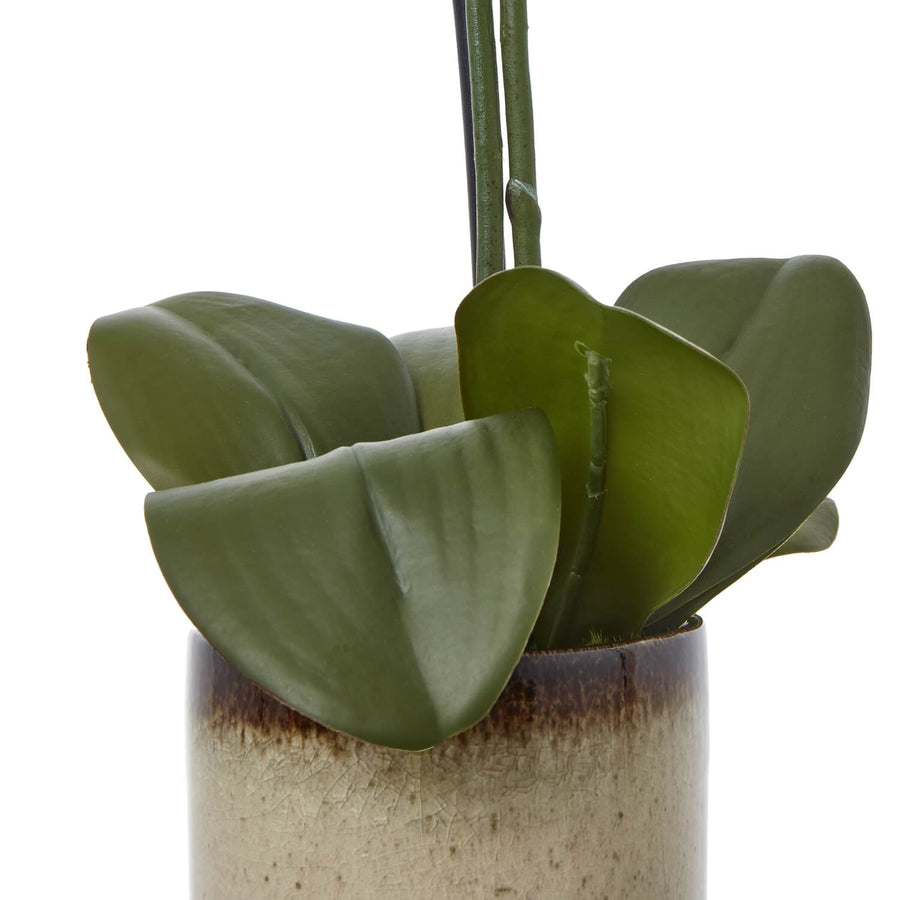 Lifelike faux Phalaenopsis orchid in green with ceramic pot, perfect for home decor by Sostter at brixbailey.com