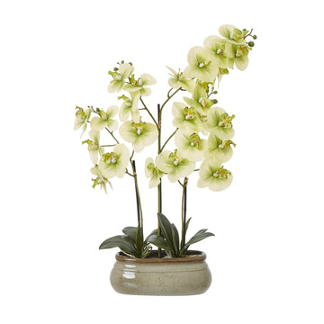 Lifelike faux Phalaenopsis orchid in natural green tones, perfect for home decor, with realistic petals and stems. by Sostter at brixbailey.com