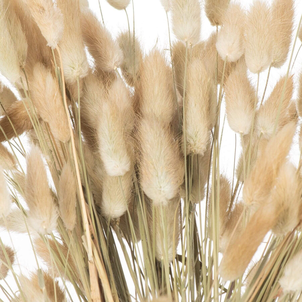Hand-selected dried Lagurus ovatus stems, ivory spikelets with downy texture, 60cm height for botanical arrangements by Sostter at brixbailey.com