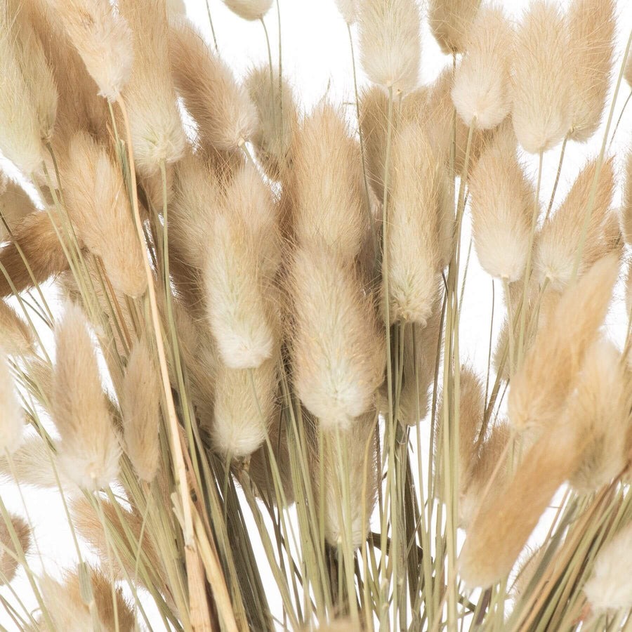 Hand-selected dried Lagurus ovatus stems, ivory spikelets with downy texture, 60cm height for botanical arrangements by Sostter at brixbailey.com
