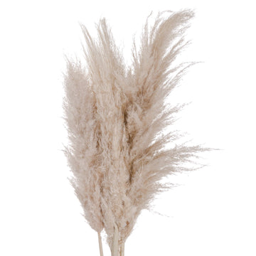 Natural cream dried pampas grass stem, 110 cm tall, for organic home dÃ©cor in stoneware vases or arrangements. by Sostter at brixbailey.com