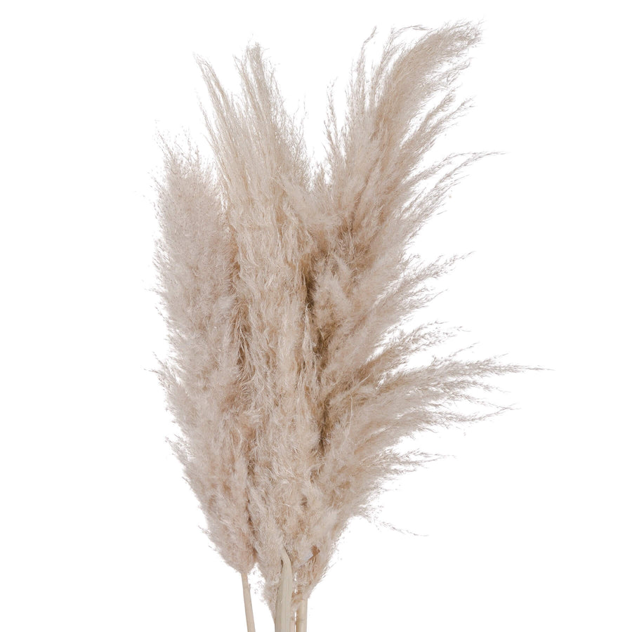 Natural cream dried pampas grass stem, 110 cm tall, for organic home dÃ©cor in stoneware vases or arrangements. by Sostter at brixbailey.com