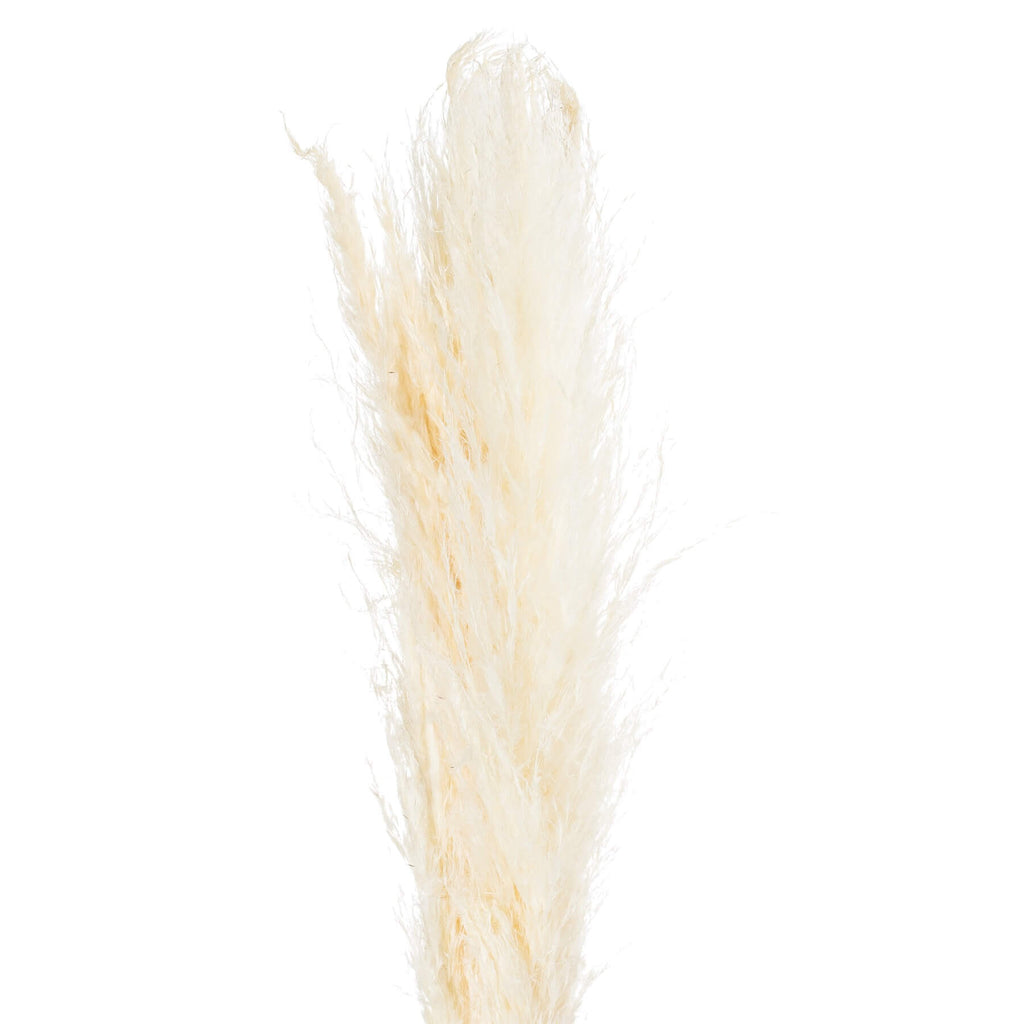 Soft cream dried floral stems with feathery plumes, 47 inches tall, for organic-modern home decor by Sostter at brixbailey.com