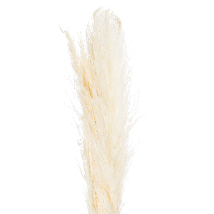 Soft cream dried floral stems with feathery plumes, 47 inches tall, for organic-modern home decor by Sostter at brixbailey.com