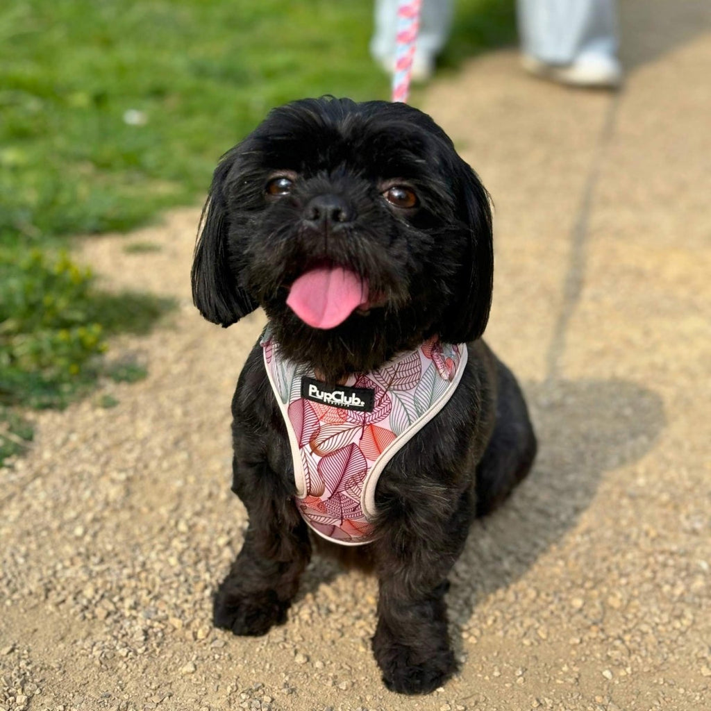 Adjustable Harness - Autumn Breeze