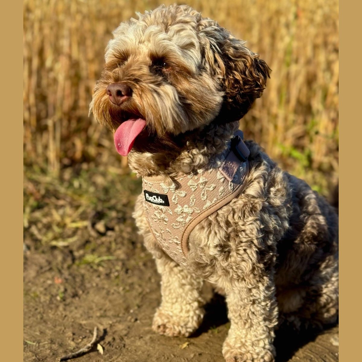 Luxe Adjustable Harness - Toffee Latte Petals