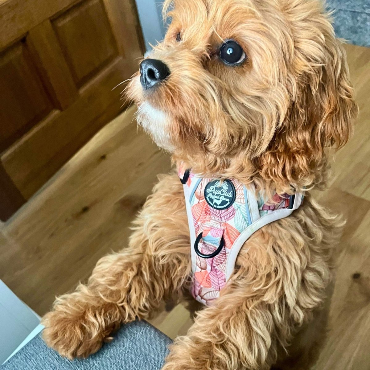 Adjustable Harness - Autumn Breeze