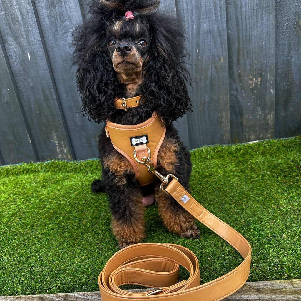 Vegan Leather Dog Collar in Camel with Gold Buckle