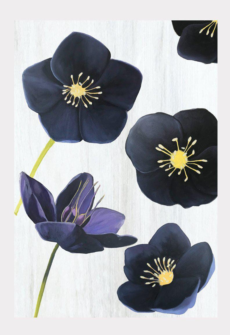 Black Hellebore on Snow Art Print