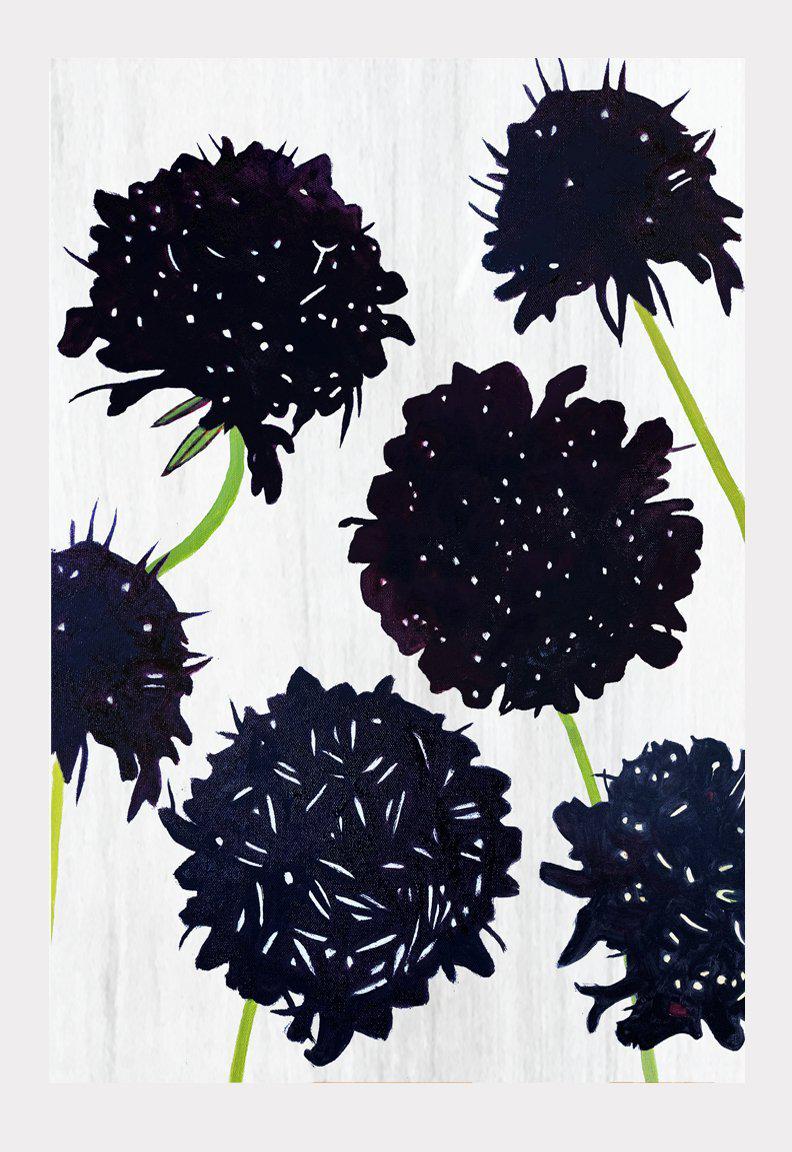 Black Scabiosa on Snow Art Print