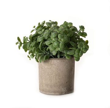 Miniature artificial basil plant in stone-effect pot, rich green foliage with neutral container, 15cm tall. by Sostter at brixbailey.com