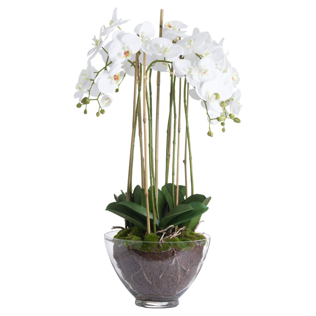 Large white faux orchid in clear glass pot, realistic blooms and roots, elegant home decor centerpiece by RoomLondon at brixbailey.com