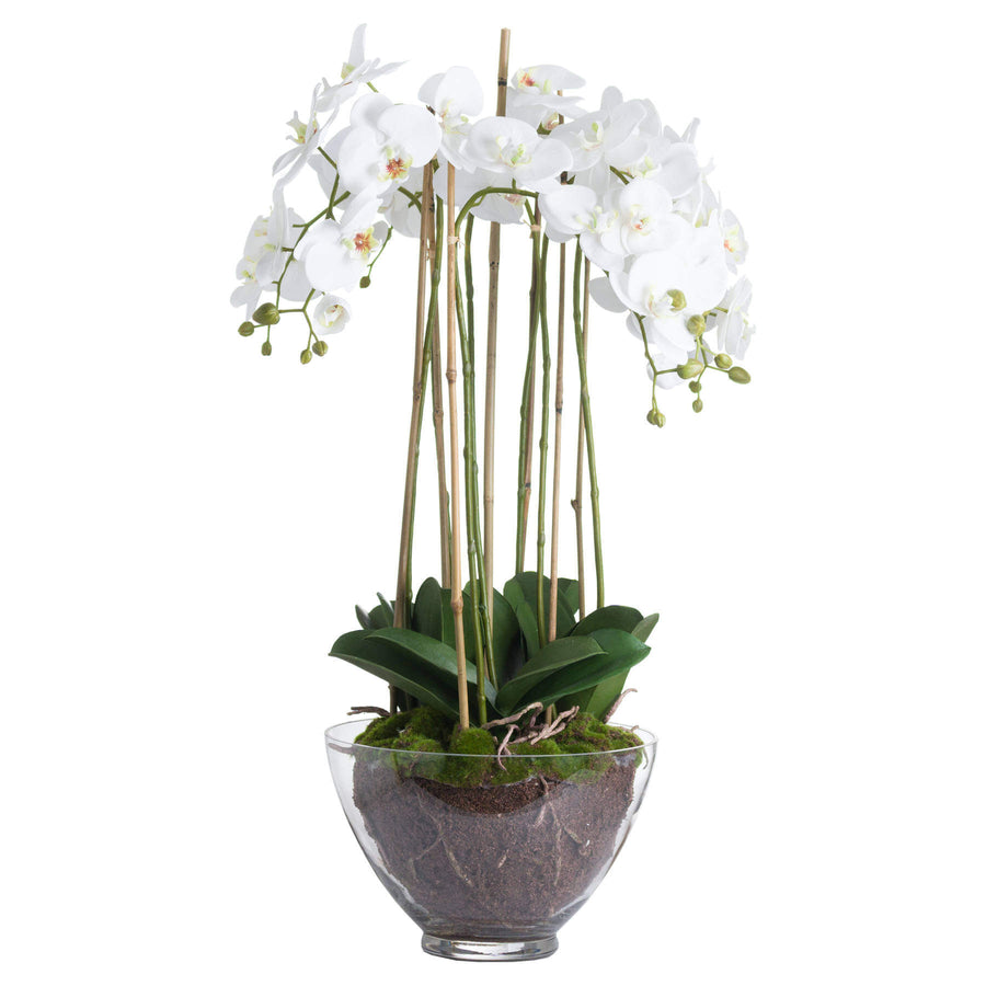Large white faux orchid in clear glass pot, realistic blooms and roots, elegant home decor centerpiece by Sostter at brixbailey.com