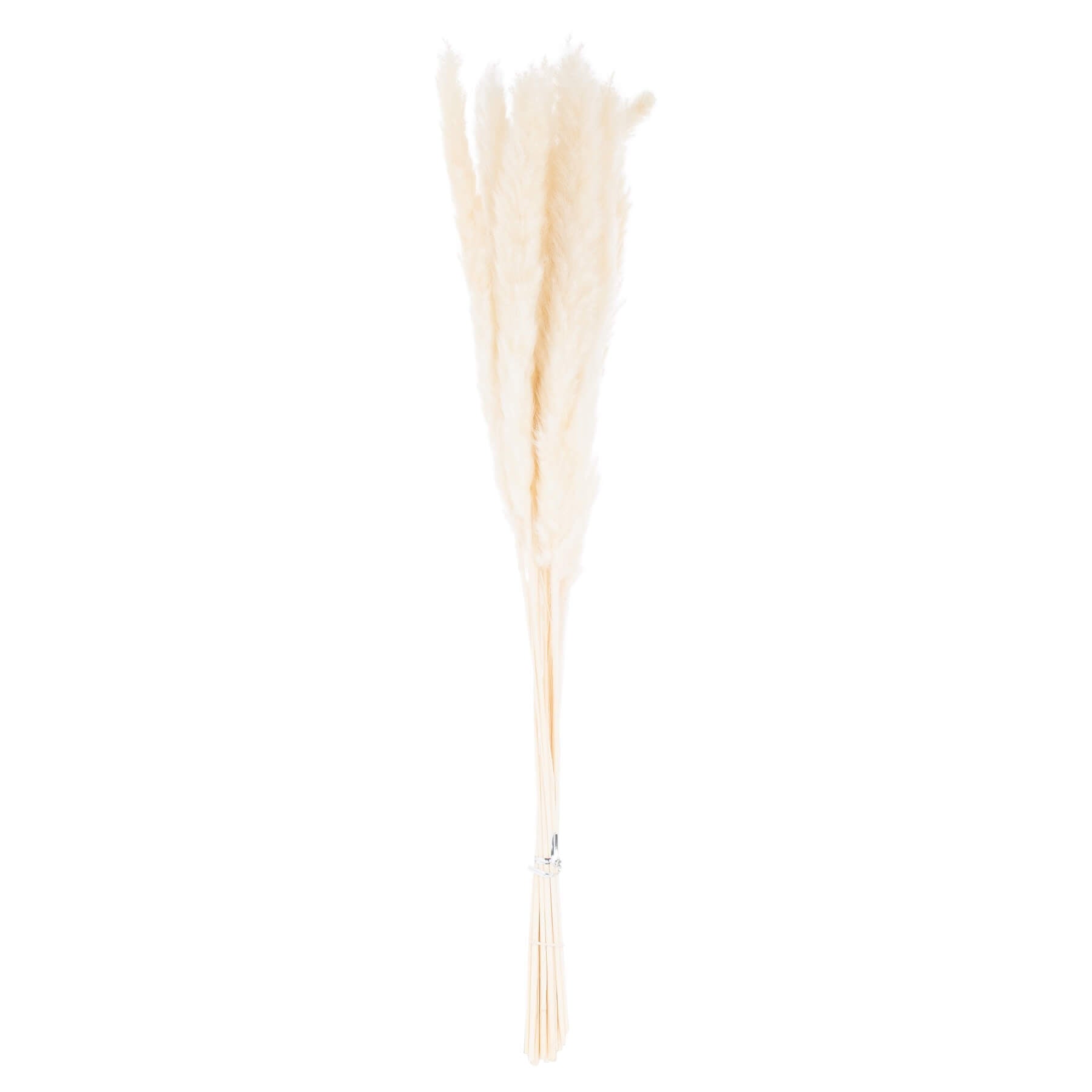 Hand-selected mini white pampas grass stems, 60cm tall with soft feathery plumes for elegant home decor by Sostter at brixbailey.com