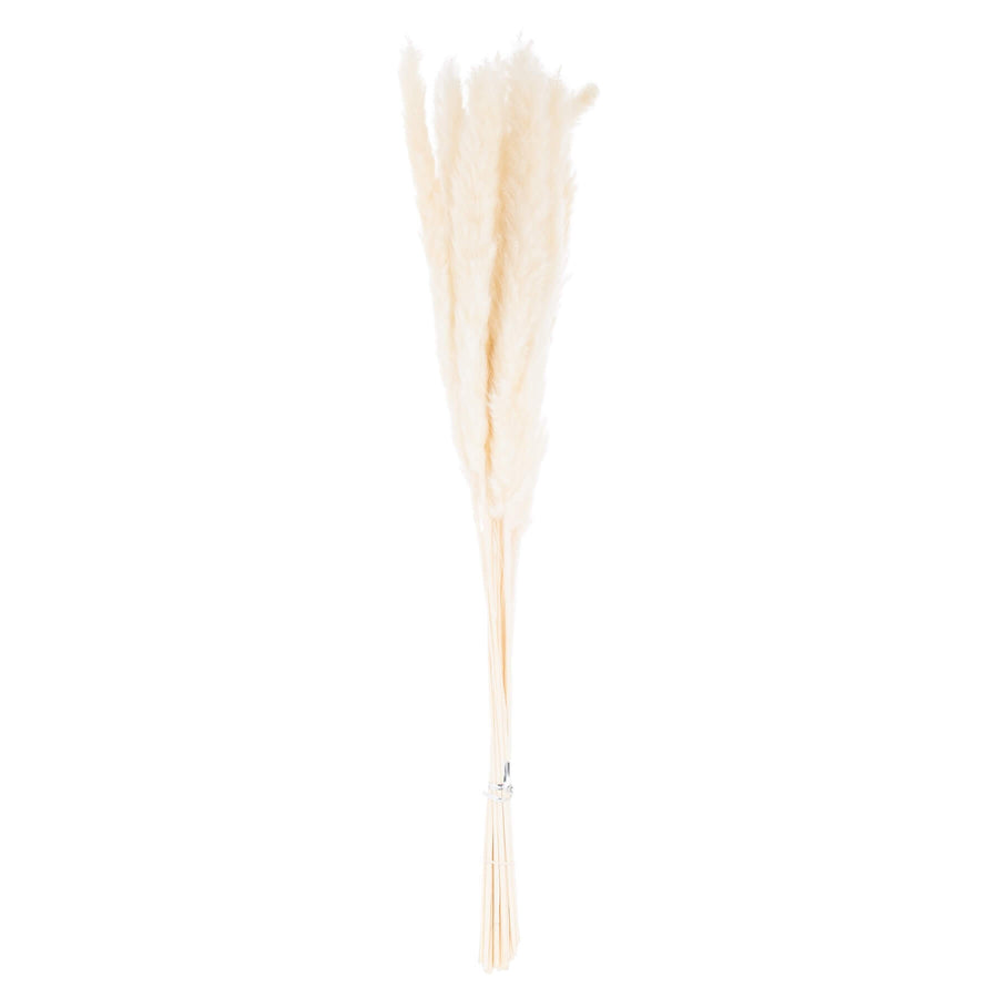 Hand-selected mini white pampas grass stems, 60cm tall with soft feathery plumes for elegant home decor by Sostter at brixbailey.com
