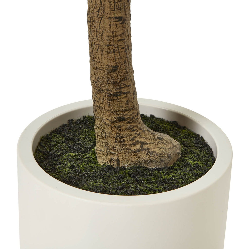 240cm lifelike Apulia Olive Tree in white pot with silvery-green leaves and gnarled trunk for Mediterranean decor by Sostter at brixbailey.com