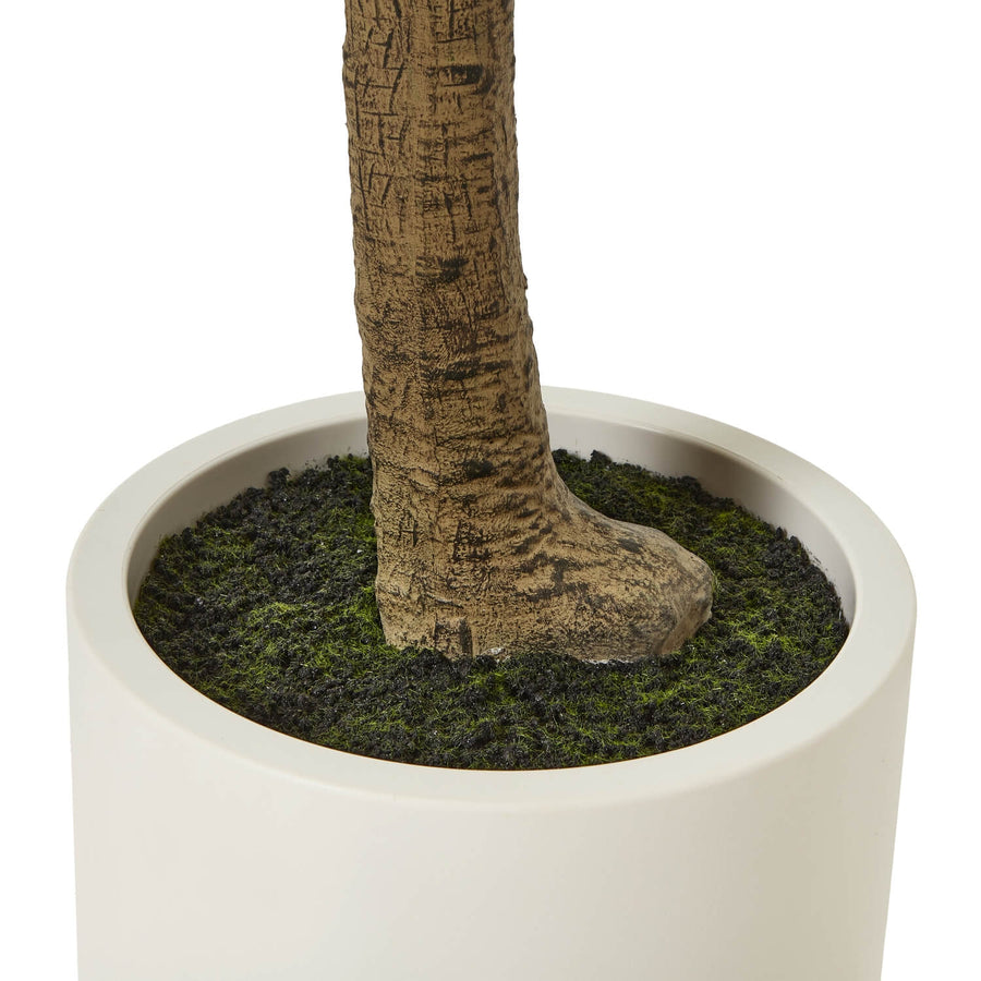 240cm lifelike Apulia Olive Tree in white pot with silvery-green leaves and gnarled trunk for Mediterranean decor by Sostter at brixbailey.com
