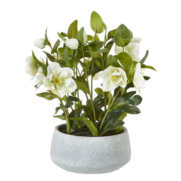 Lifelike faux Hellebore plant with white blooms in grey ceramic pot, perfect for home decor. by Sostter at brixbailey.com