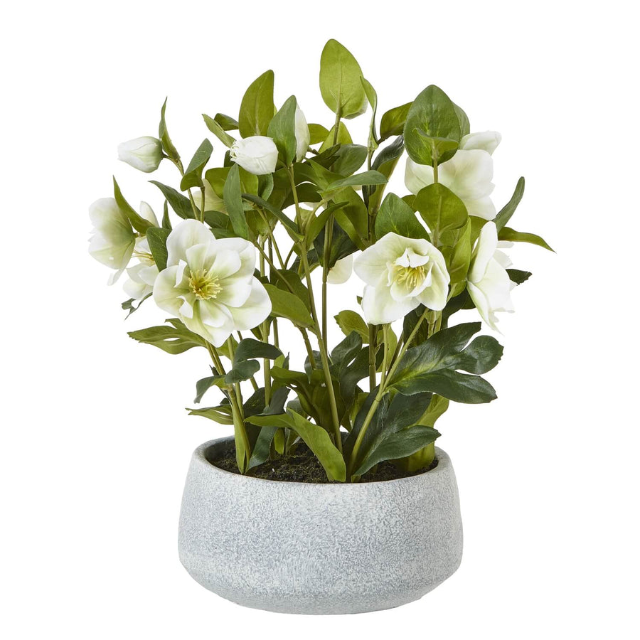 Lifelike faux Hellebore plant with white blooms in grey ceramic pot, perfect for home decor. by Sostter at brixbailey.com