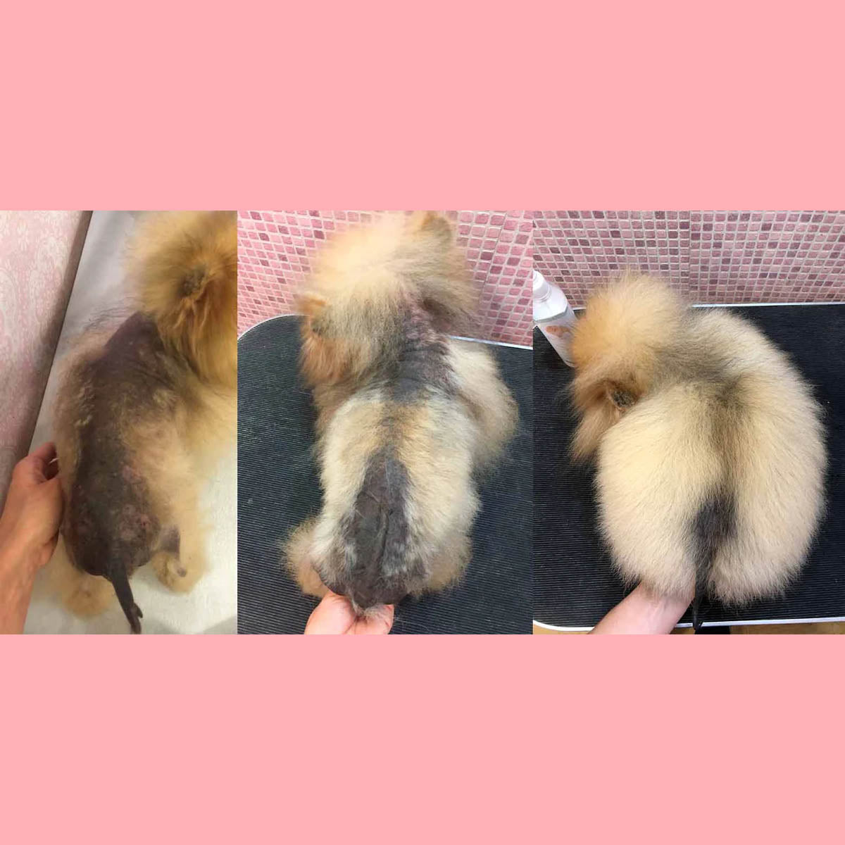 Pomeranian Beauty Recovery BSD Alopecia Pack, Elixir 30ml