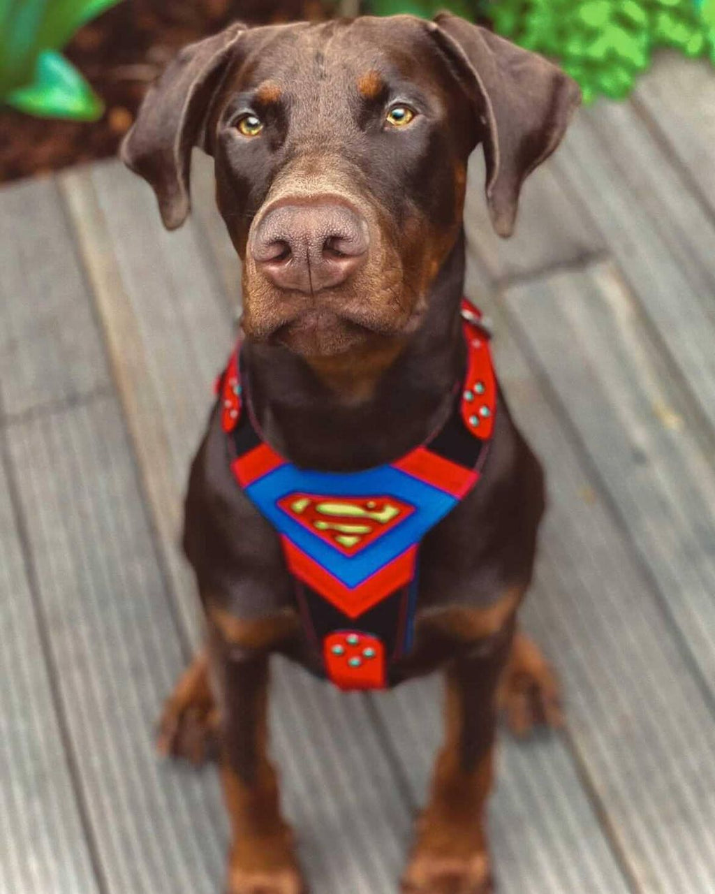 Superdog Harness for Medium to Giant Dogs