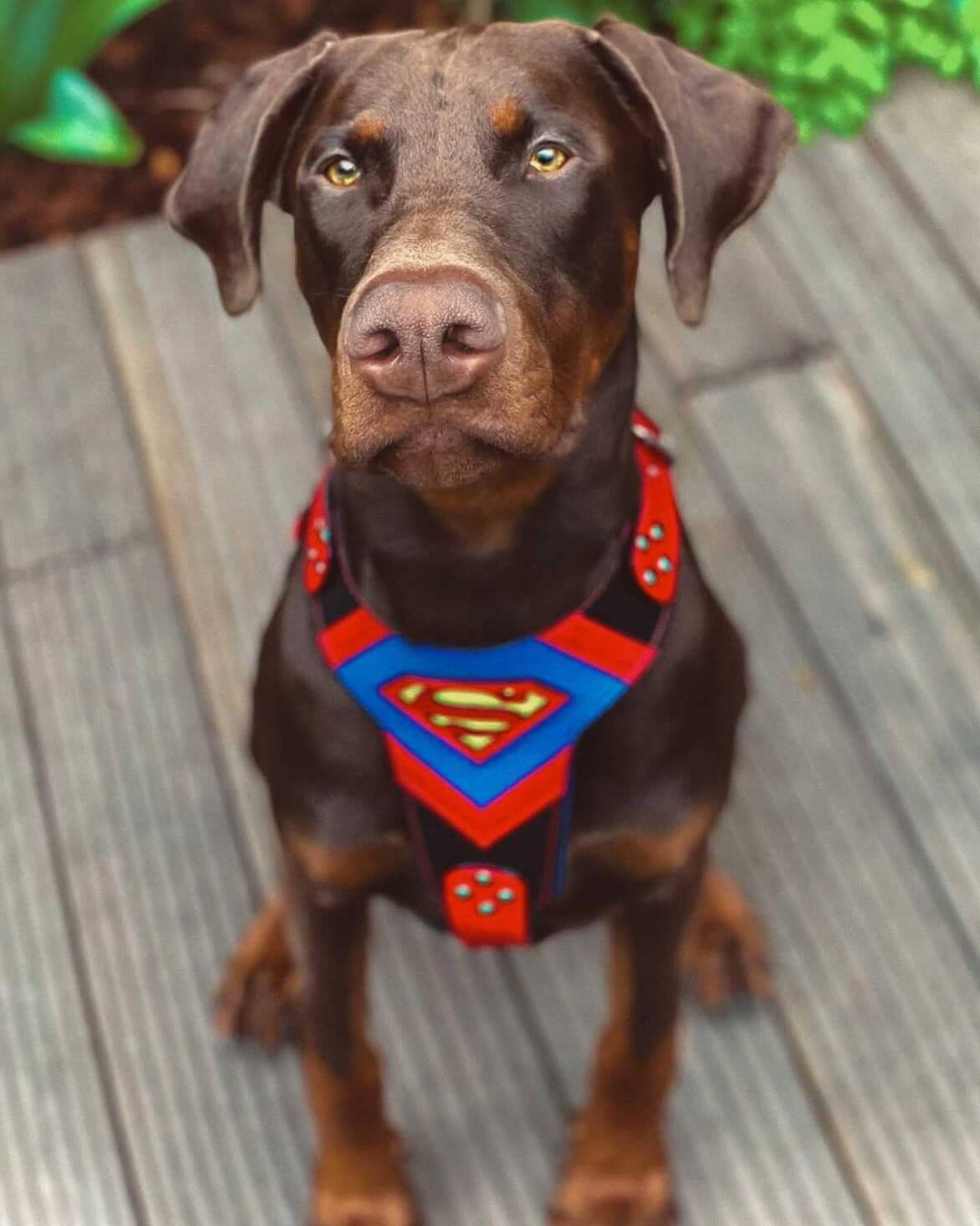 Superdog Harness for Medium to Giant Dogs