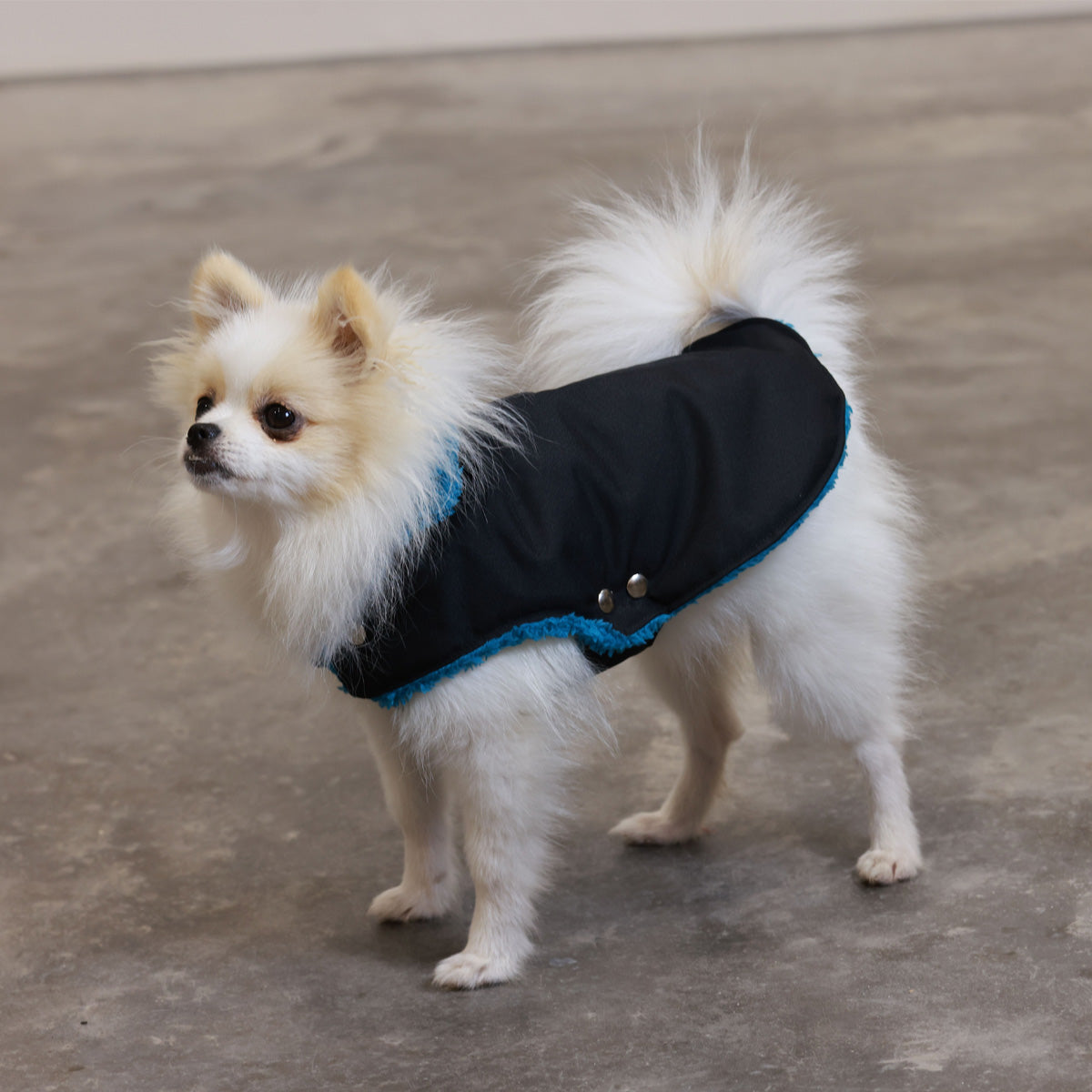 Soho Poms Black & Teal Teddy Bear Waterproof Dog Jacket