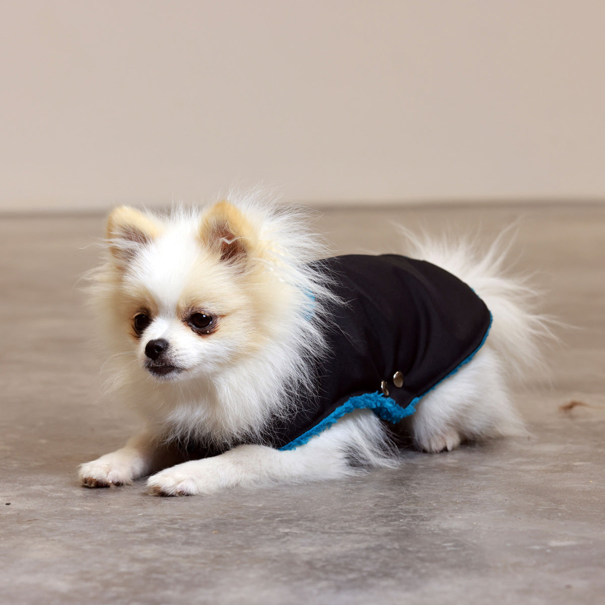 Soho Poms Black & Teal Teddy Bear Waterproof Dog Jacket